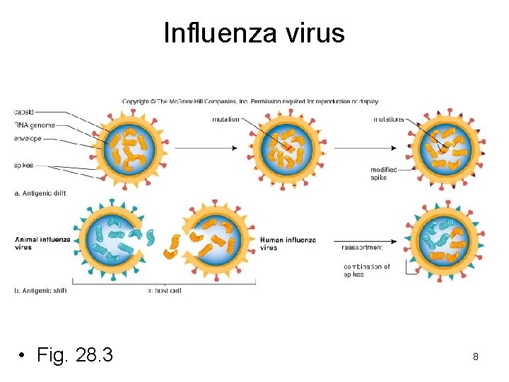 Influenza virus • Fig. 28. 3 8 