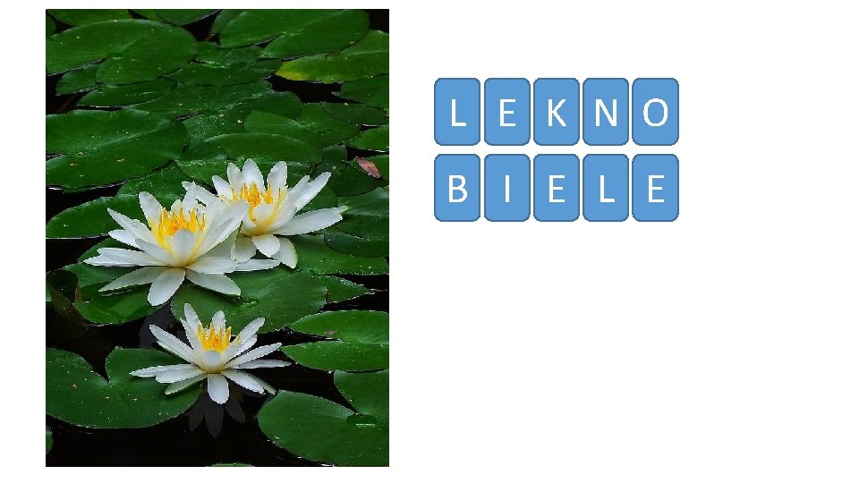 L E K N O B I E L E 