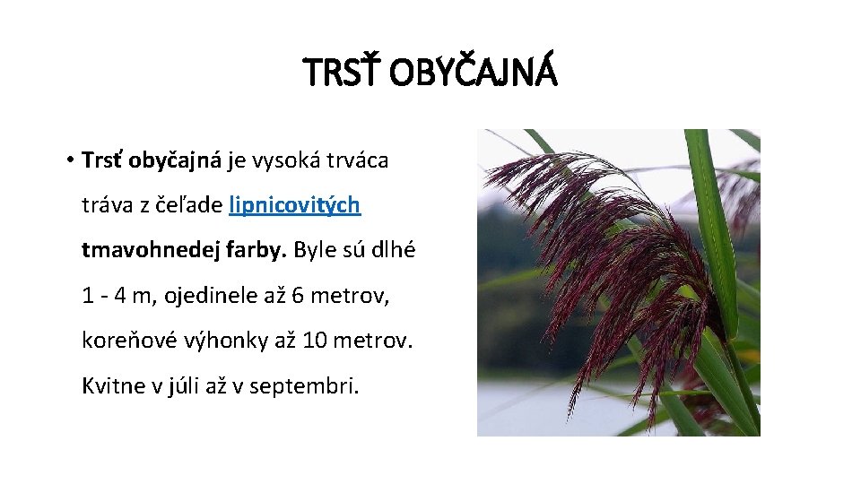 TRSŤ OBYČAJNÁ • Trsť obyčajná je vysoká trváca tráva z čeľade lipnicovitých tmavohnedej farby.