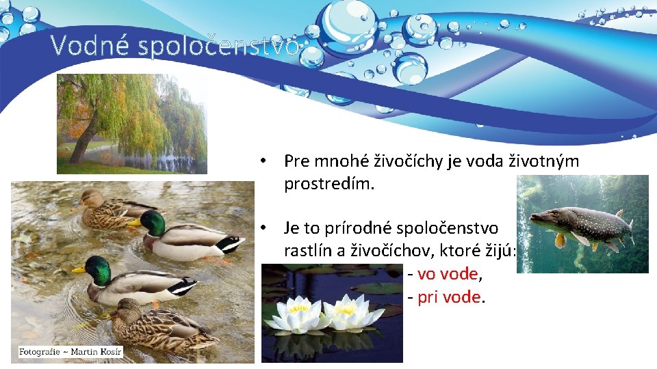 Vodné spoločenstvo • Pre mnohé živočíchy je voda životným prostredím. • Je to prírodné