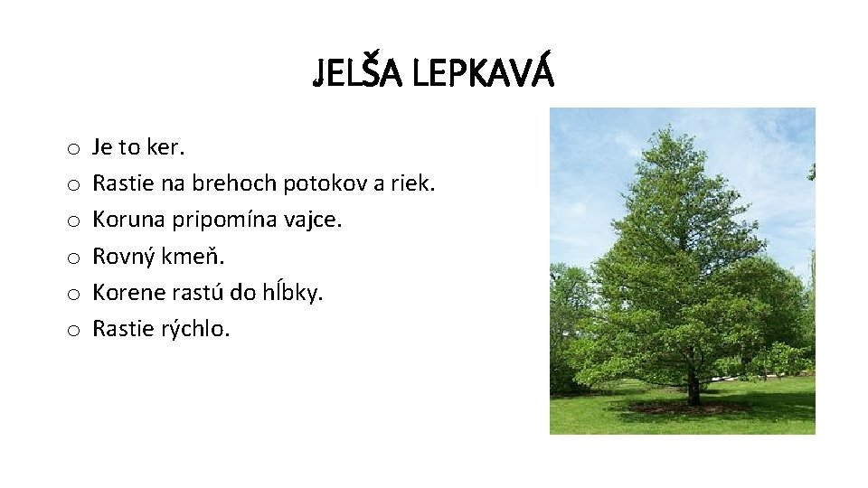 JELŠA LEPKAVÁ o o o Je to ker. Rastie na brehoch potokov a riek.