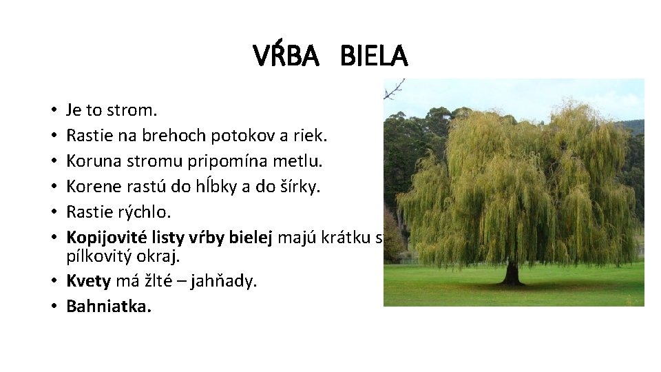 VŔBA BIELA Je to strom. Rastie na brehoch potokov a riek. Koruna stromu pripomína