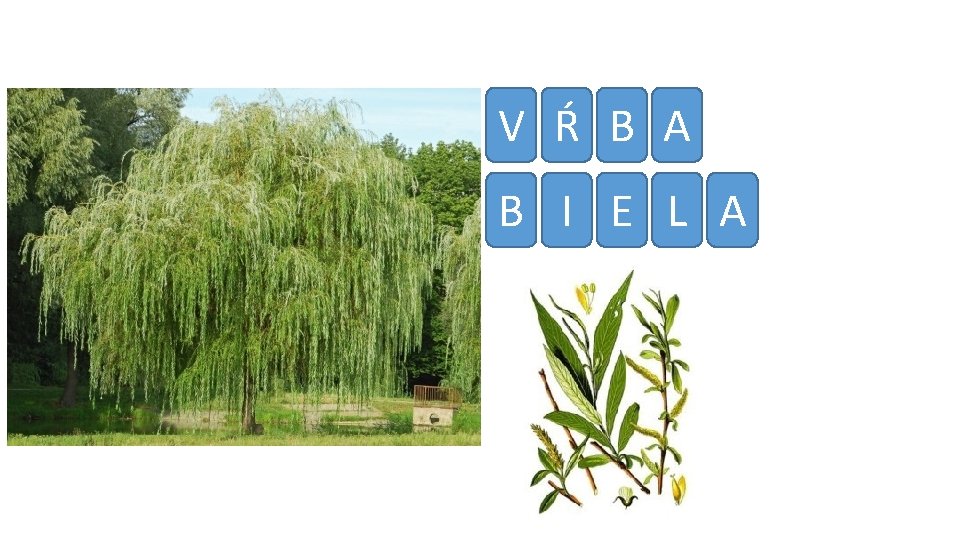 V Ŕ B A B I E L A 
