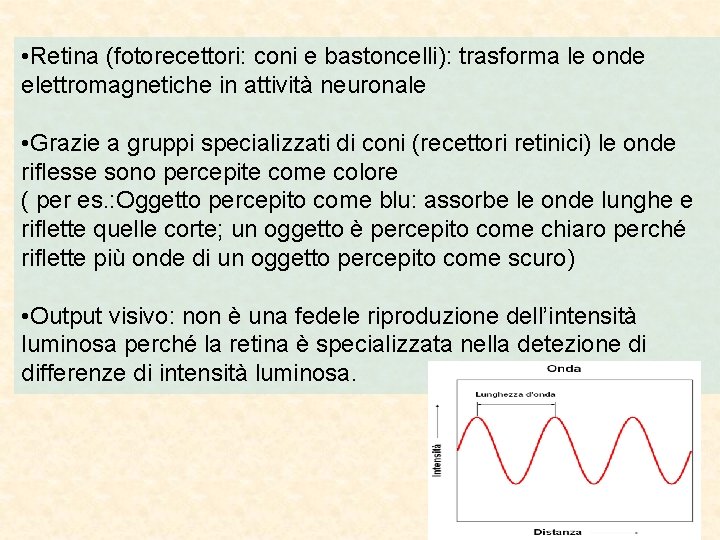  • Retina (fotorecettori: coni e bastoncelli): trasforma le onde elettromagnetiche in attività neuronale