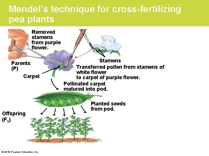 Mendel’s technique for cross-fertilizing pea plants Removed stamens from purple flower. Parents (P) Carpel