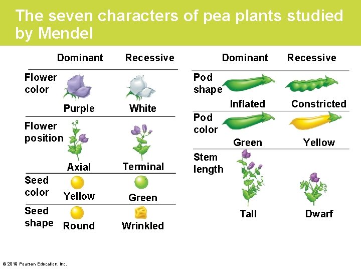 The seven characters of pea plants studied by Mendel Dominant Recessive Flower color Recessive