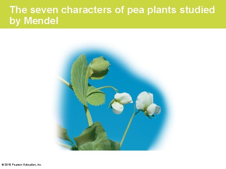The seven characters of pea plants studied by Mendel © 2019 Pearson Education, Inc.