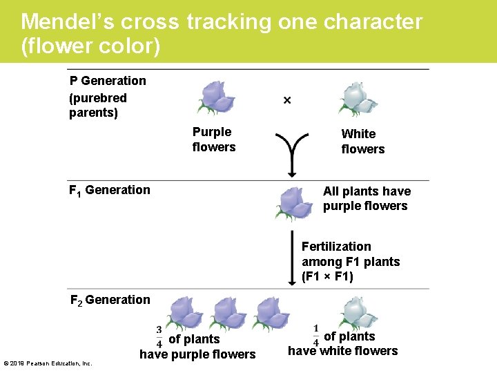 Mendel’s cross tracking one character (flower color) P Generation (purebred parents) Purple flowers F