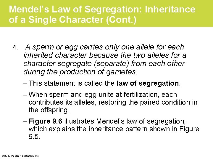 Mendel’s Law of Segregation: Inheritance of a Single Character (Cont. ) 4. A sperm