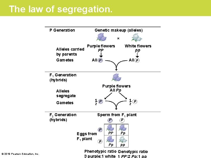 The law of segregation. P Generation Genetic makeup (alleles) Alleles carried by parents Gametes