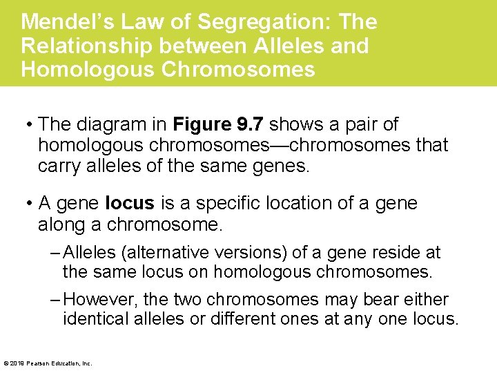 Mendel’s Law of Segregation: The Relationship between Alleles and Homologous Chromosomes • The diagram