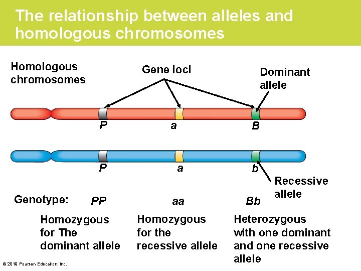 The relationship between alleles and homologous chromosomes Homologous chromosomes Gene loci P P Genotype: