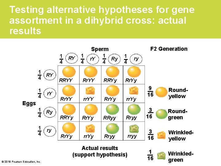 Testing alternative hypotheses for gene assortment in a dihybrid cross: actual results F 2