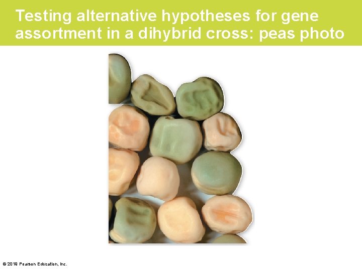 Testing alternative hypotheses for gene assortment in a dihybrid cross: peas photo © 2019