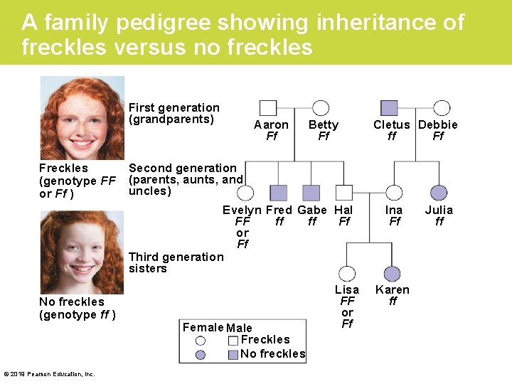 A family pedigree showing inheritance of freckles versus no freckles First generation (grandparents) Freckles