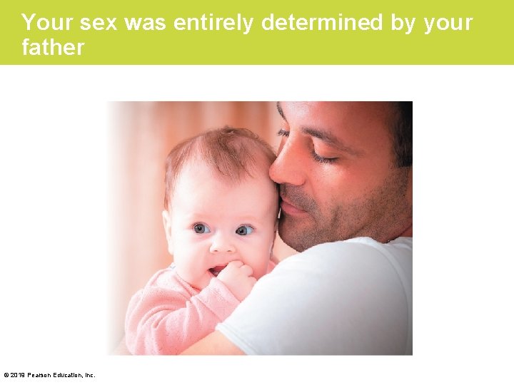 Your sex was entirely determined by your father © 2019 Pearson Education, Inc. 