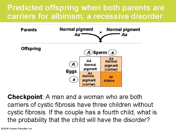 Predicted offspring when both parents are carriers for albinism, a recessive disorder Parents Normal