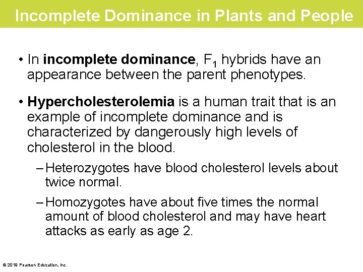 Incomplete Dominance in Plants and People • In incomplete dominance, F 1 hybrids have