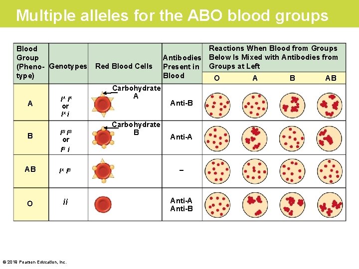 Multiple alleles for the ABO blood groups Blood Group (Pheno- Genotypes type) A IA