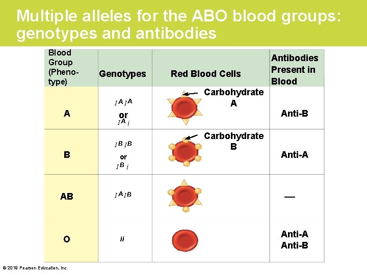 Multiple alleles for the ABO blood groups: genotypes and antibodies Blood Group (Phenotype) Genotypes