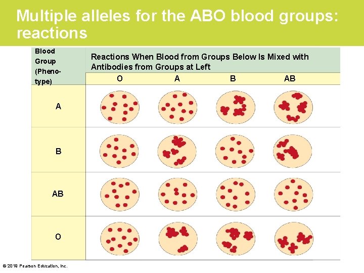 Multiple alleles for the ABO blood groups: reactions Blood Group (Phenotype) A B AB