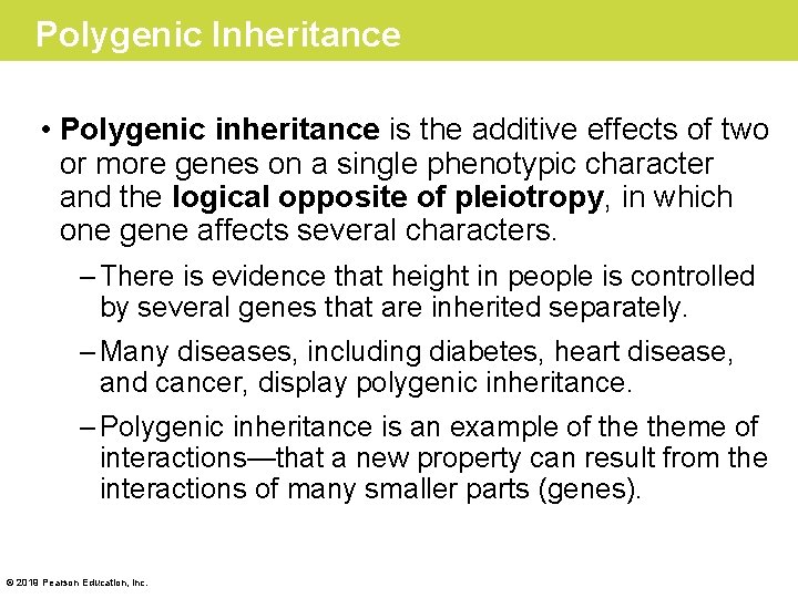 Polygenic Inheritance • Polygenic inheritance is the additive effects of two or more genes