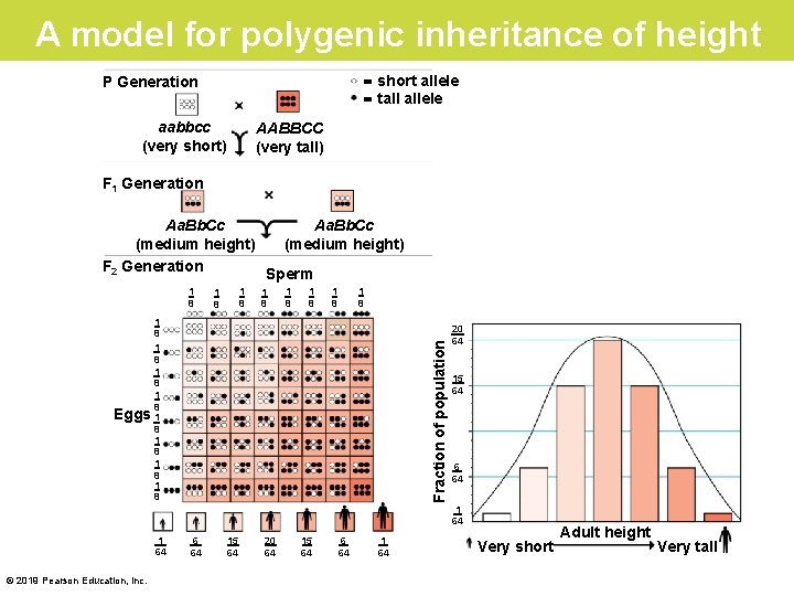 A model for polygenic inheritance of height = short allele = tall allele P