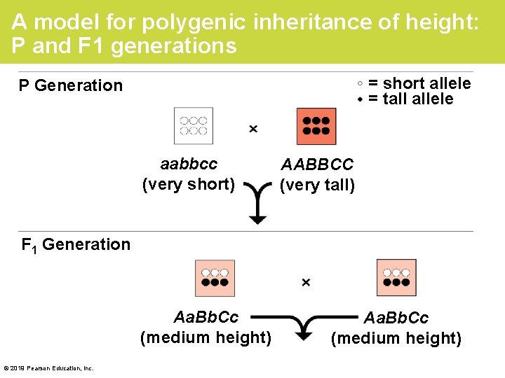 A model for polygenic inheritance of height: P and F 1 generations = short