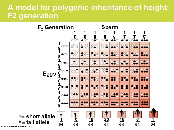 A model for polygenic inheritance of height: F 2 generation F 2 Generation Eggs