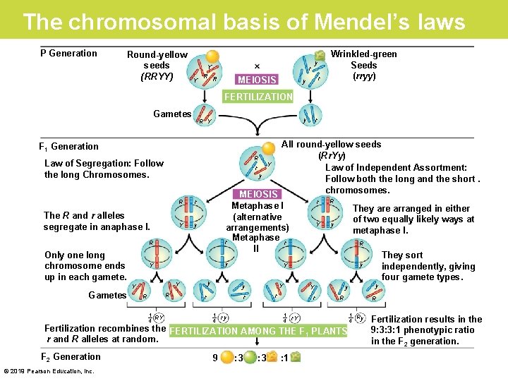 The chromosomal basis of Mendel’s laws P Generation Round-yellow seeds (RRYY) Y Y R