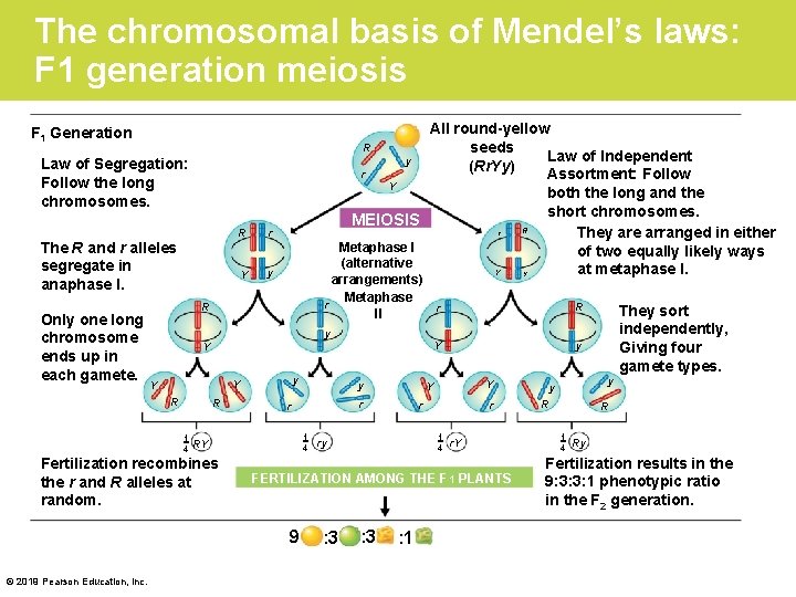 The chromosomal basis of Mendel’s laws: F 1 generation meiosis All round-yellow R seeds
