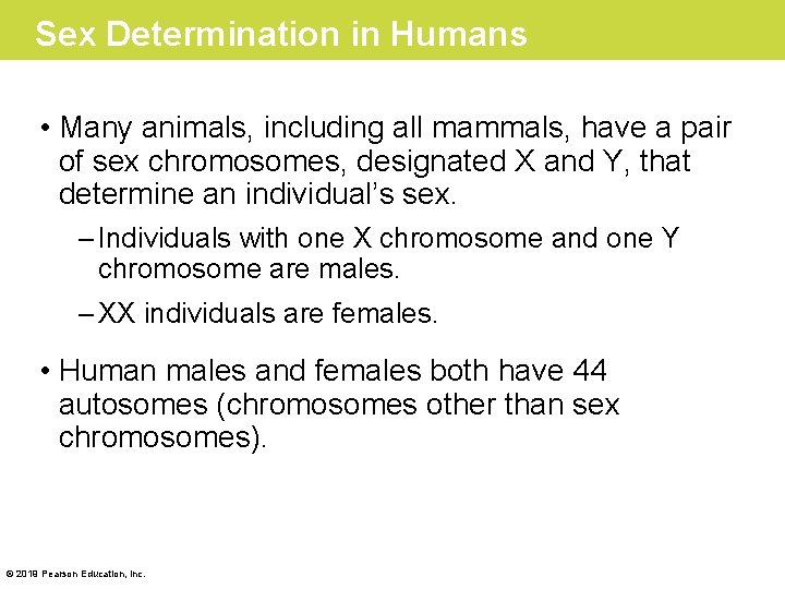 Sex Determination in Humans • Many animals, including all mammals, have a pair of
