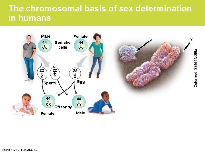 The chromosomal basis of sex determination in humans Female 44 XY 22 X Somatic