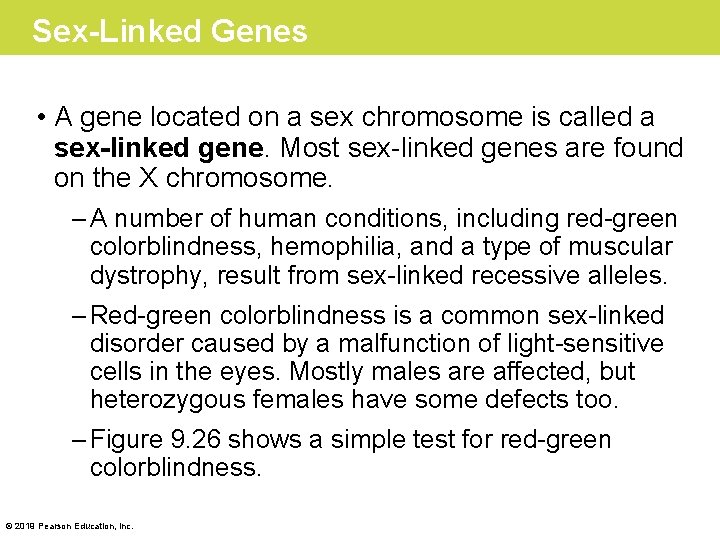 Sex-Linked Genes • A gene located on a sex chromosome is called a sex-linked