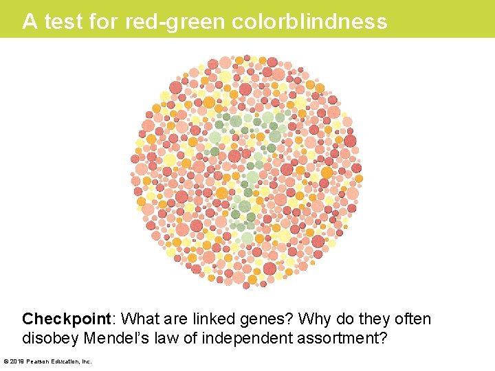 A test for red-green colorblindness Checkpoint: What are linked genes? Why do they often