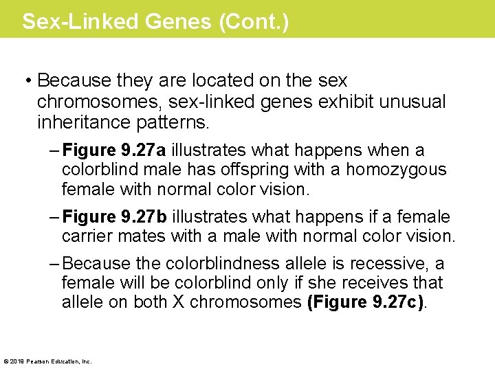 Sex-Linked Genes (Cont. ) • Because they are located on the sex chromosomes, sex-linked