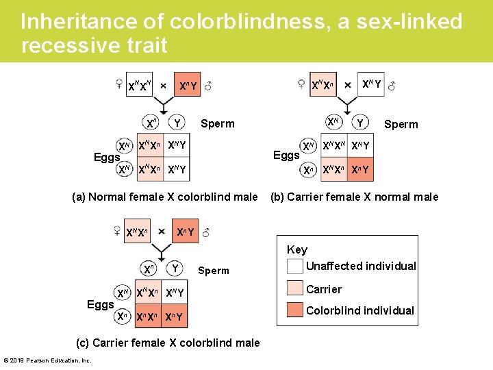 Inheritance of colorblindness, a sex-linked recessive trait XNXN Xn XNXn Xn. Y Y N