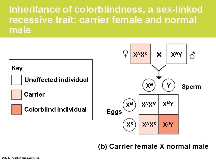 Inheritance of colorblindness, a sex-linked recessive trait: carrier female and normal male X NX