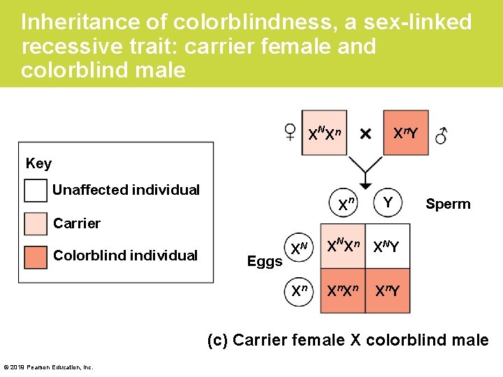 Inheritance of colorblindness, a sex-linked recessive trait: carrier female and colorblind male X NX