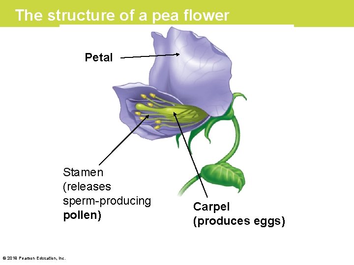 The structure of a pea flower Petal Stamen (releases sperm-producing pollen) © 2019 Pearson