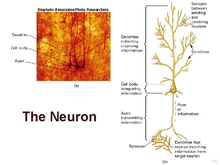 Biophoto Associates/Photo Researchers The Neuron 53 Biophoto Associates/Photo Researchers The Neuron 53