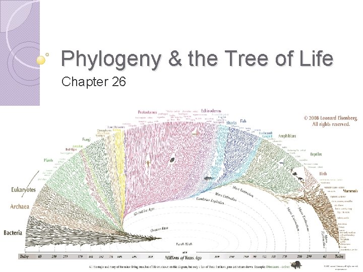 Phylogeny & the Tree of Life Chapter 26 