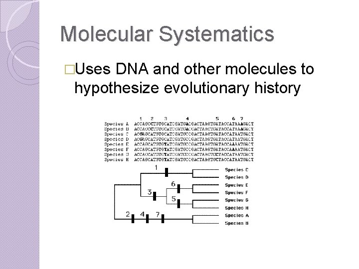 Molecular Systematics �Uses DNA and other molecules to hypothesize evolutionary history 