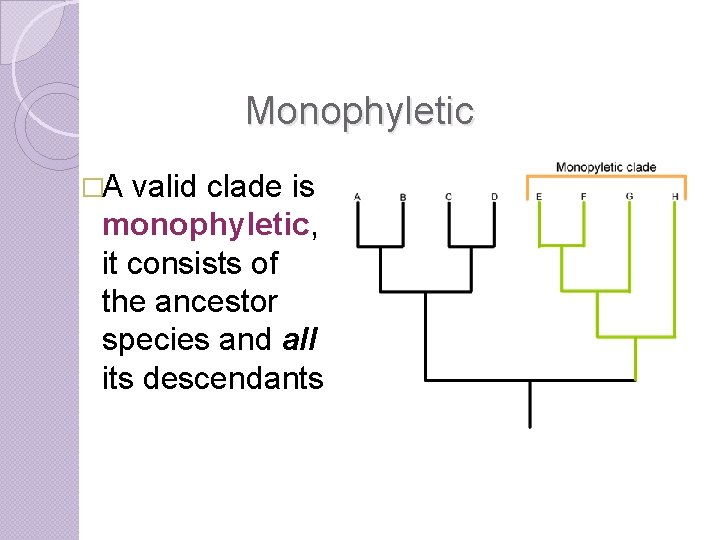 Monophyletic �A valid clade is monophyletic, it consists of the ancestor species and all