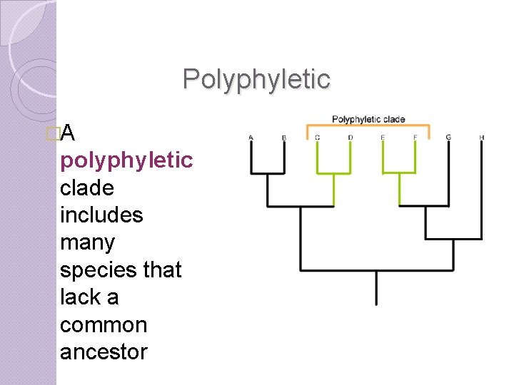 Polyphyletic �A polyphyletic clade includes many species that lack a common ancestor 