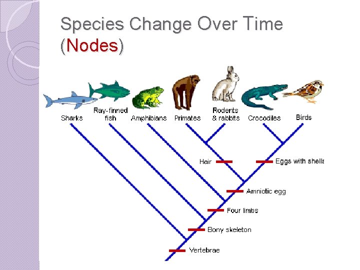 Species Change Over Time (Nodes) 