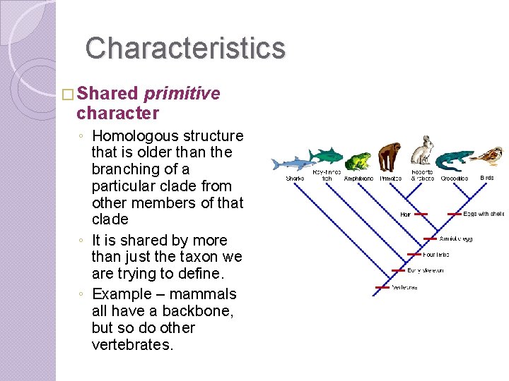 Characteristics � Shared primitive character ◦ Homologous structure that is older than the branching