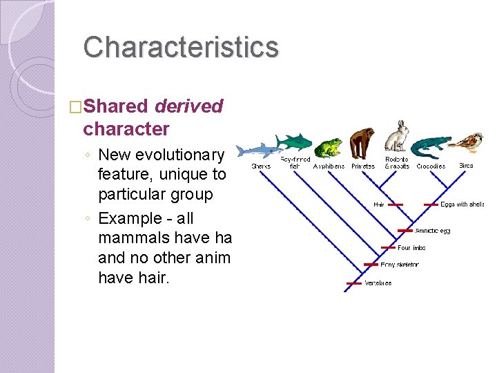 Characteristics �Shared derived character ◦ New evolutionary feature, unique to a particular group ◦