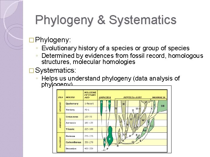 Phylogeny & Systematics � Phylogeny: ◦ Evolutionary history of a species or group of