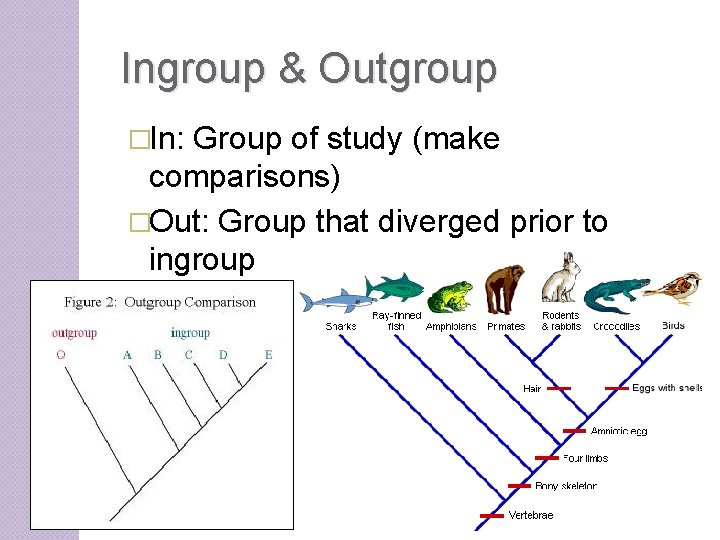 Ingroup & Outgroup �In: Group of study (make comparisons) �Out: Group that diverged prior